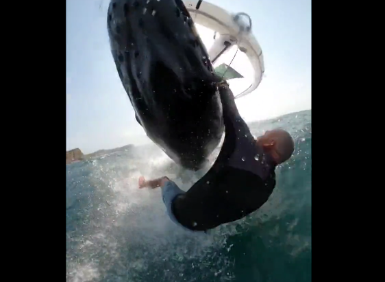 Ce wingsurfeur australien a percuté une baleine à bosse et a filmé la scène.