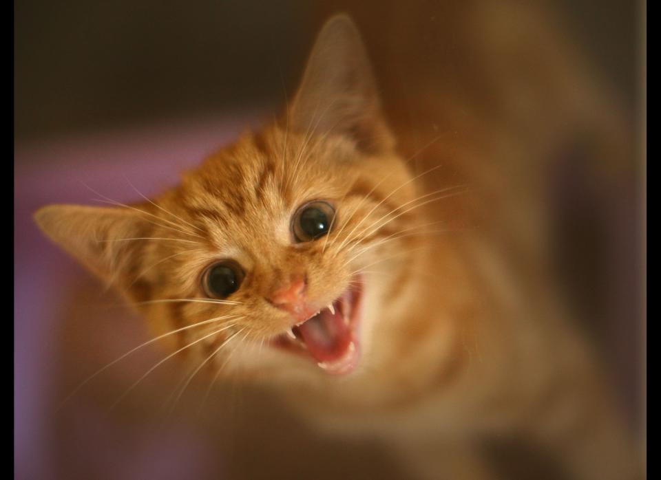 Milly, a 13-week-old kitten looks through the glass of her pen as she waits to be re-homed at The Society for Abandoned Animals Sanctuary in Sale, Manchester, which is facing an urgent cash crisis and possible closure on July 27, 2010 in Manchester, England. (Photo by Christopher Furlong/Getty Images)