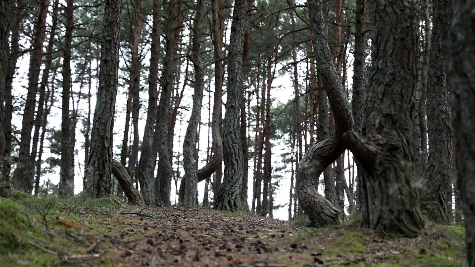 Imagen del Bosque Danzante en el Parque Nacional del Itsmio de Curlandia, Kaliningrado.