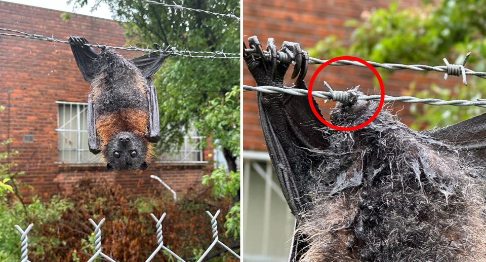 Left - a wide show of the impaled flying fox. Right - a close up of the barb through its penis.