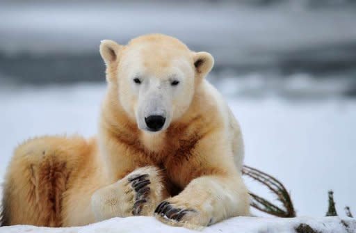 The world's most famous polar bear Knut sits in his enclosure at the zoo in Berlin in December 2010. Knut was found floating dead on Saturday afternoon in the enclosure he shared with three other bears including his mother Tosca