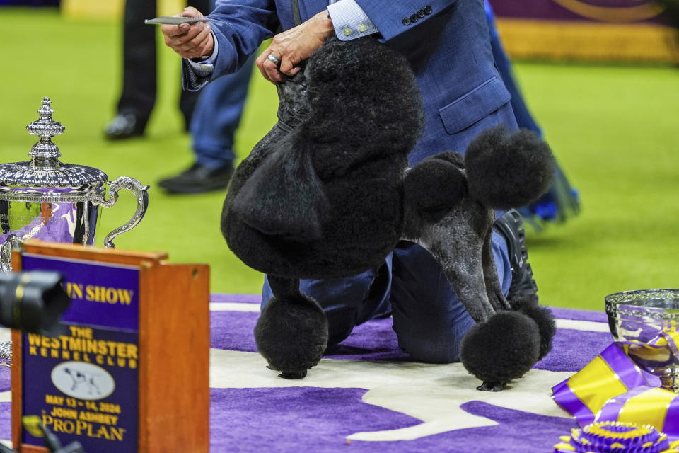 Sage, a miniature poodle, poses for photos with handler Kaz Hosaka after winning best in show during the 148th Westminster Kennel Club dog show Tuesday, May 14, 2024, at the USTA Billie Jean King National Tennis Center in New York. (AP Photo/Julia Nikhinson)