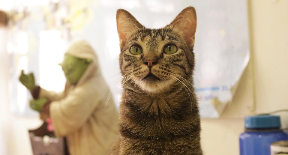 One and a half year old ‘Tempura’. (Photo: Gabriel Choo / Yahoo Lifestyle Singapore)