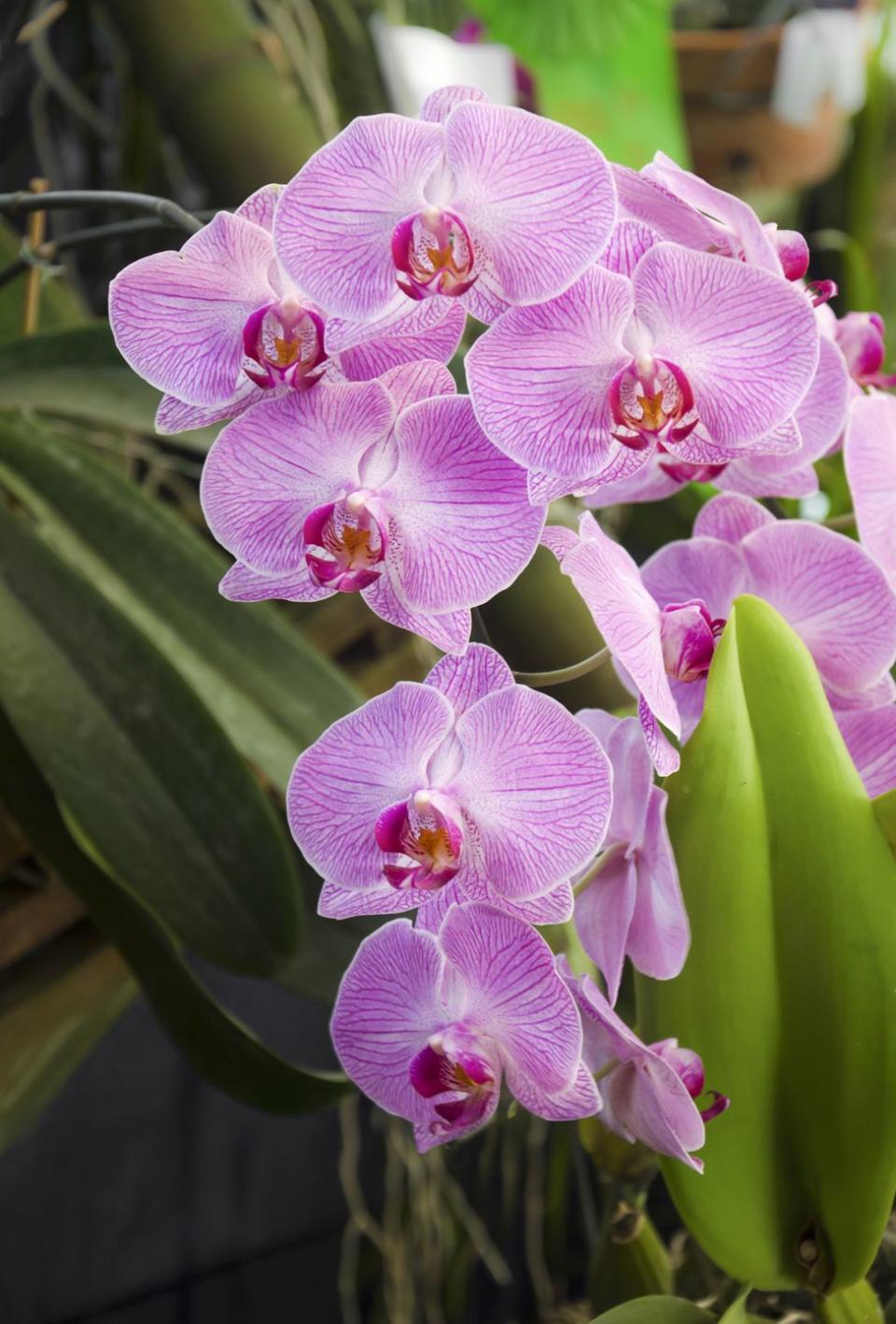 25) Orchids