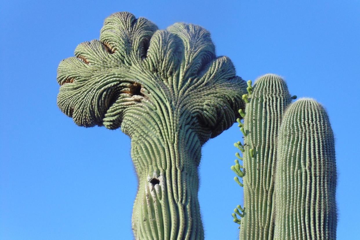 Cactus species are under threat: Fiona Tapp