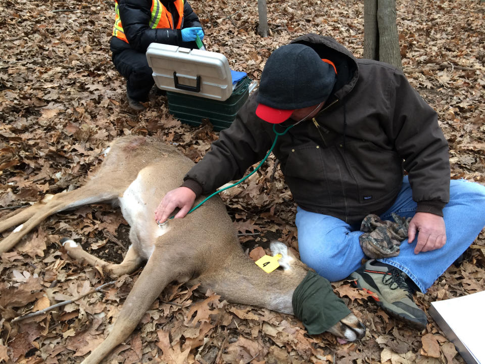 In this March 25, 2014 photo provided by the Humane Society of the United States, Humane Society workers Rick Naugle foreground, takes a deer’s vital signs as Kayla Gram prepares to inject a tagged and tranquilized doe with a contraceptive as part of a program to control the deer population in Hastings-on-Hudson, N.Y. Organizers say harsh weather, red tape and the unpredictability of the animals all interfered with the program and they only managed to inject a contraceptive into eight does last month. An estimated 120 deer have overrun the two-square mile village, which has resisted any lethal method of culling the herd. (AP Photo/Humane Society of the United States, Yvonne Forman)