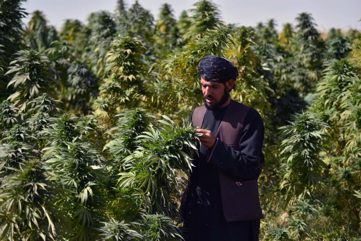 A farmer works at a cannabis plantation in the Panjwai district of Kandahar on October 13, 2021. (Source: Getty)