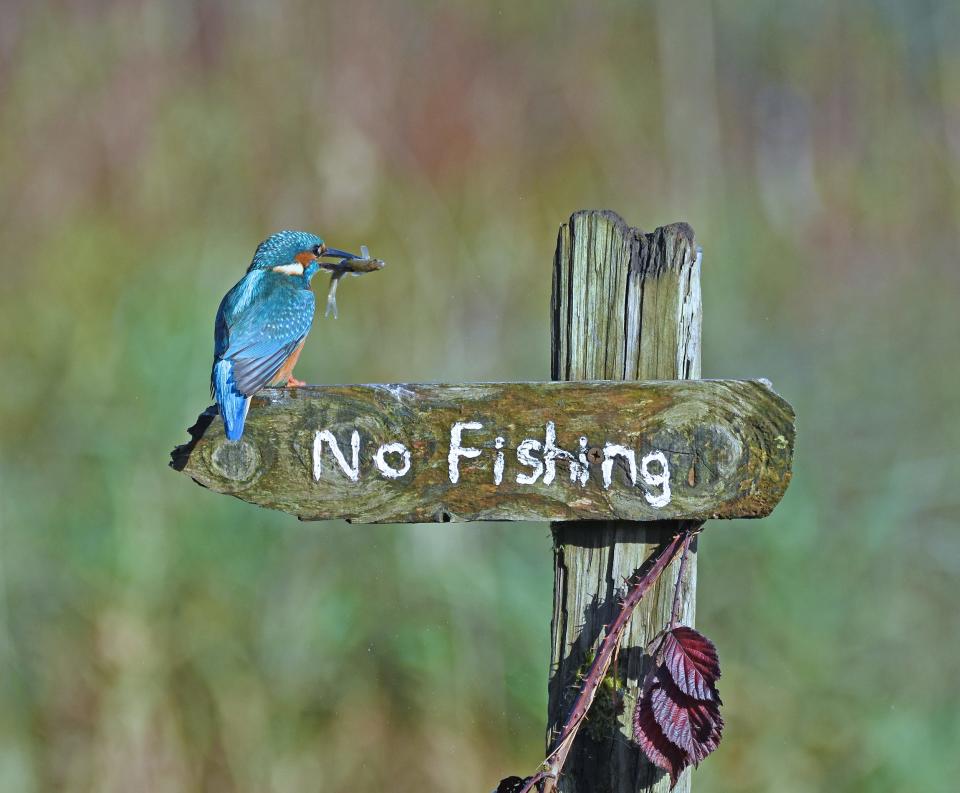 Sally Lloyd Jones_Its A Mocking Bird