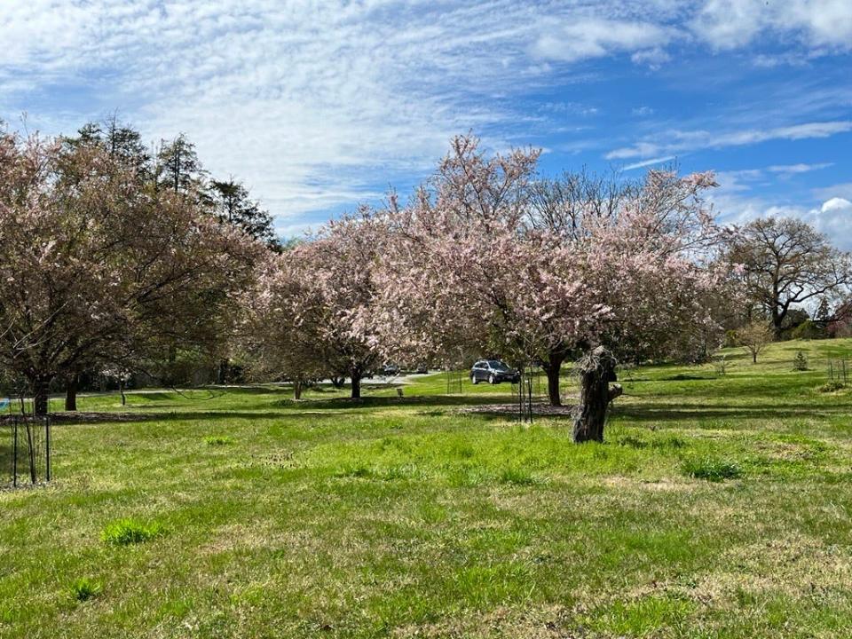 Flowering cherry trees grow in several spots on the grounds of the National Arboretum.