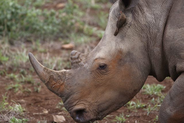 South Africa Rhinos