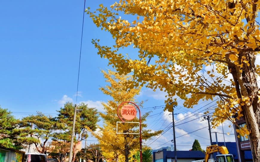 日本秋田｜秋田犬會館