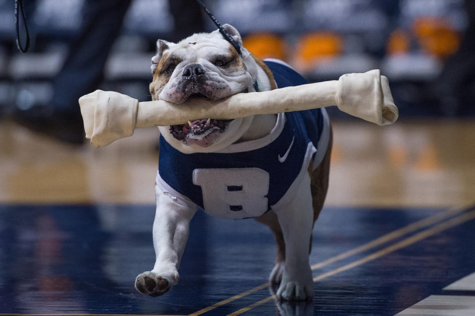 Michael Kaltenmark, Butler’s mascot handler, received a surprise visit from their bulldog in the hospital on Friday after undergoing a kidney transplant. (Zach Bolinger/Icon Sportswire)