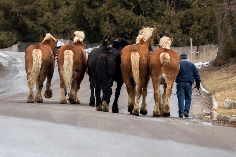 Alex Bazihau, right, walks horses to the stables at the Grand Hotel on Monday, April 4, 2022.