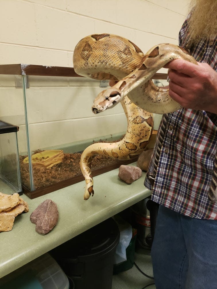 The boa constrictor at the Sioux City Animal Adoption & Rescue Center.