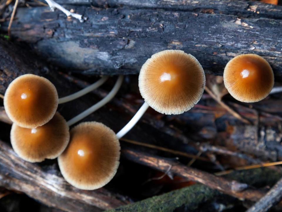 Macrodosing is about taking enough LSD or psilocybin (mushrooms) to feel colours and smell sounds (Alamy)