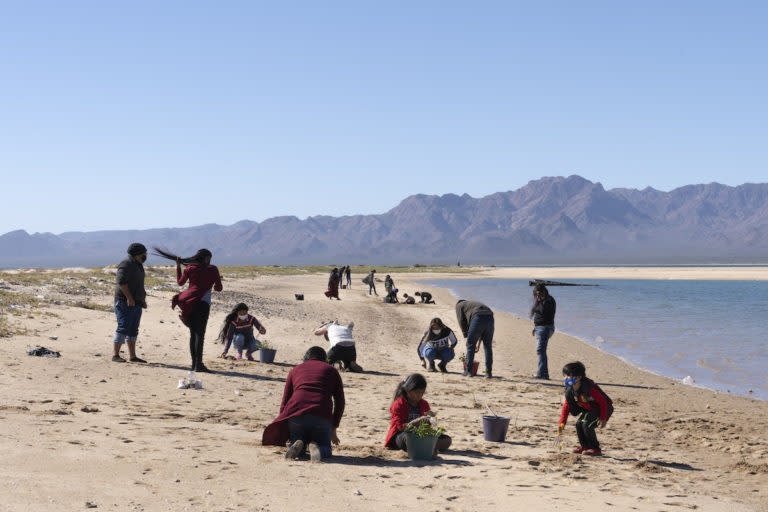 Durante el proceso de siembra de manglar en los esteros y en la costa del pueblo, se involucró a los miembros de la comunidad comcaac, incluidos niños, niñas y jóvenes. Foto: Gerardo López