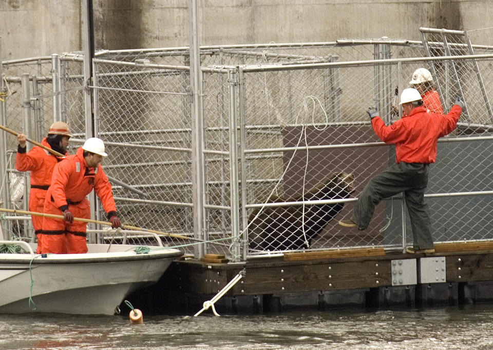 FILE--In this April 24, 2008, file photo, crews work to move a captured sea lion into another cage on the Columbia River near Bonneville Dam in North Bonneville, Wash. OPB reports that a bill approved by the House Tuesday, Dec. 11, 2018 changes the Marine Mammal Protection Act to lift some of the restrictions on killing sea lions to protect salmon and steelhead in the Columbia River and its tributaries. The measure had previously passed the Senate.(AP Photo/Don Ryan, file)