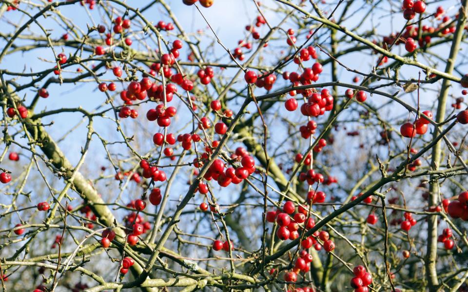 MALUS RED SENTINEL AGM - Martin Hughes-Jones / Alamy Stock Photo