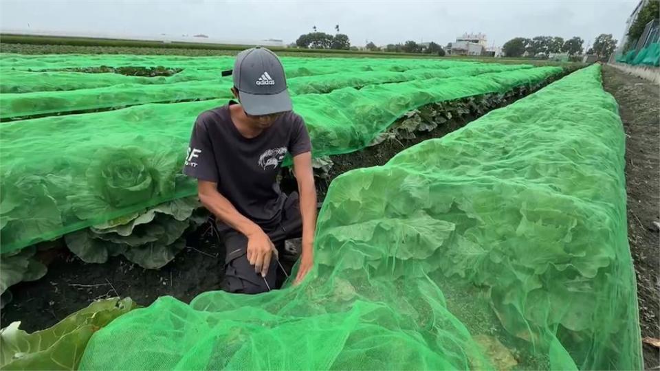 菜農蓋防護網金鐘罩加秘技 抗颱風「護菜又保金」