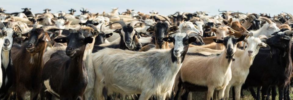 Mayor Riccardo Gullo has announced an “adopt-a-goat” program, which will allow people who make an official request to take up to 50 goats. Mountains Hunter – stock.adobe.com