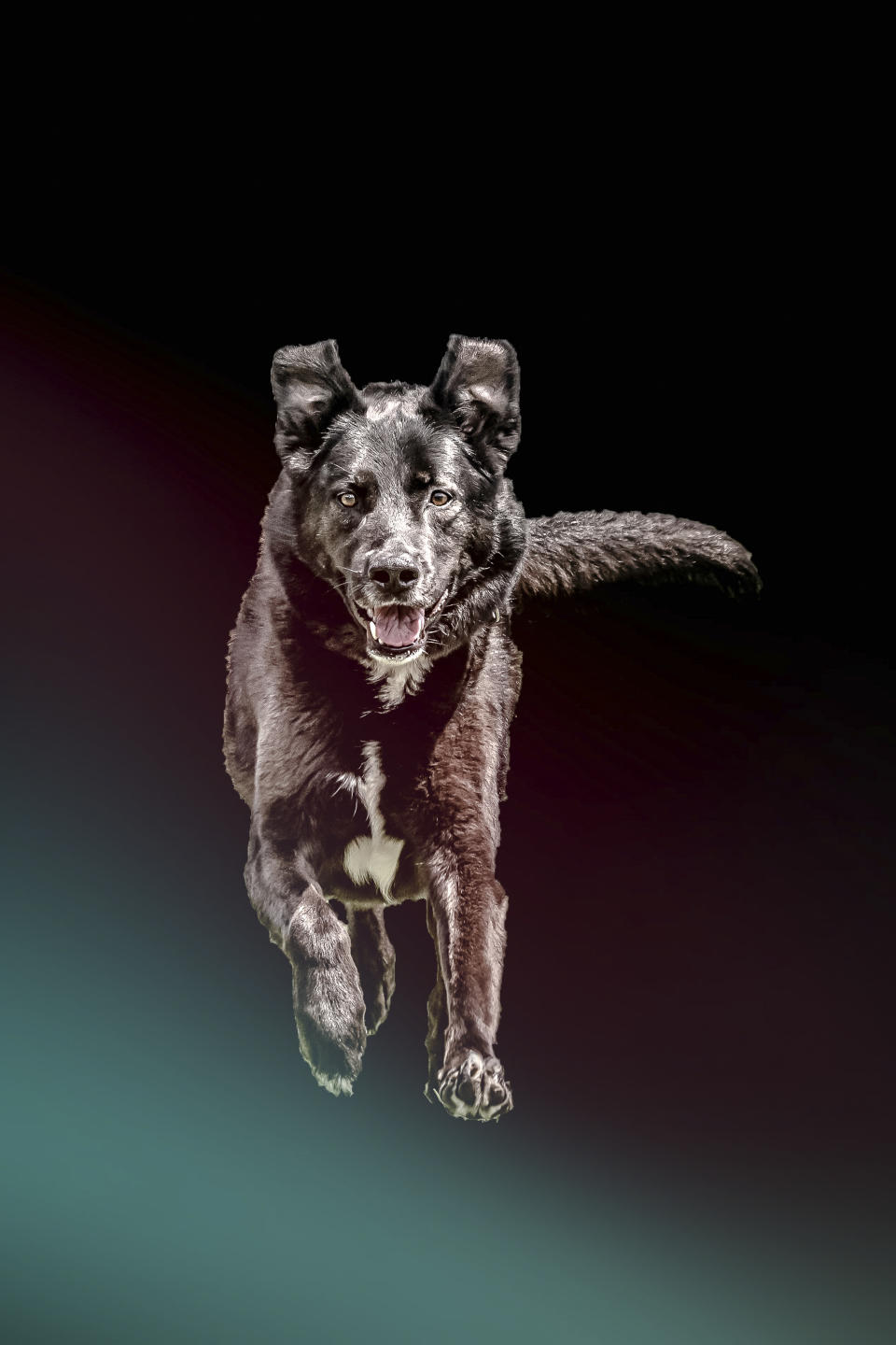 Fliegende Hunde: Optische Täuschung oder neues Phänomen?