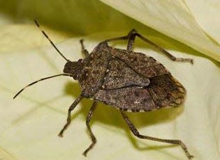 Brown marmorated stink bugs are a nuisance inside mid-Michigan homes, especially during cold weather, but do not pose any real threat.