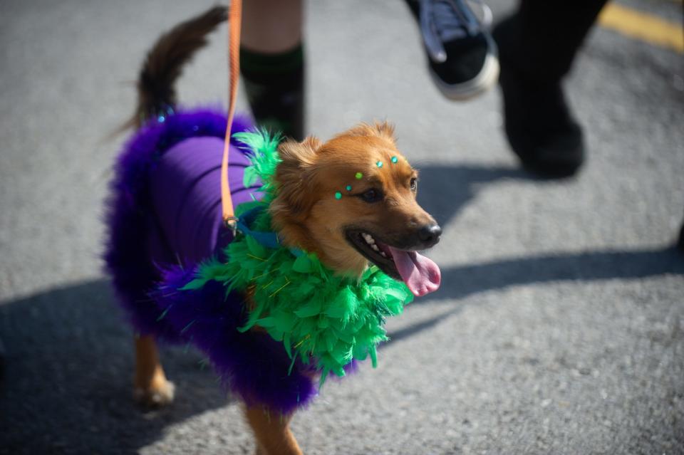 A dog parades through World's Fair Park during the 15th annual Mardi Growl parade in Knoxville, Tenn. on Saturday, March 5, 2022. Hundreds of furry friends and their humans paraded to benefit the Young-Williams Animal Center.