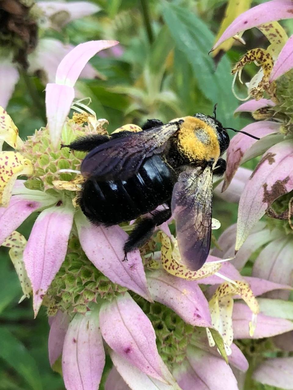 Bumblebees gather loads of pollen from this native plant, the Spotted Horsemint.