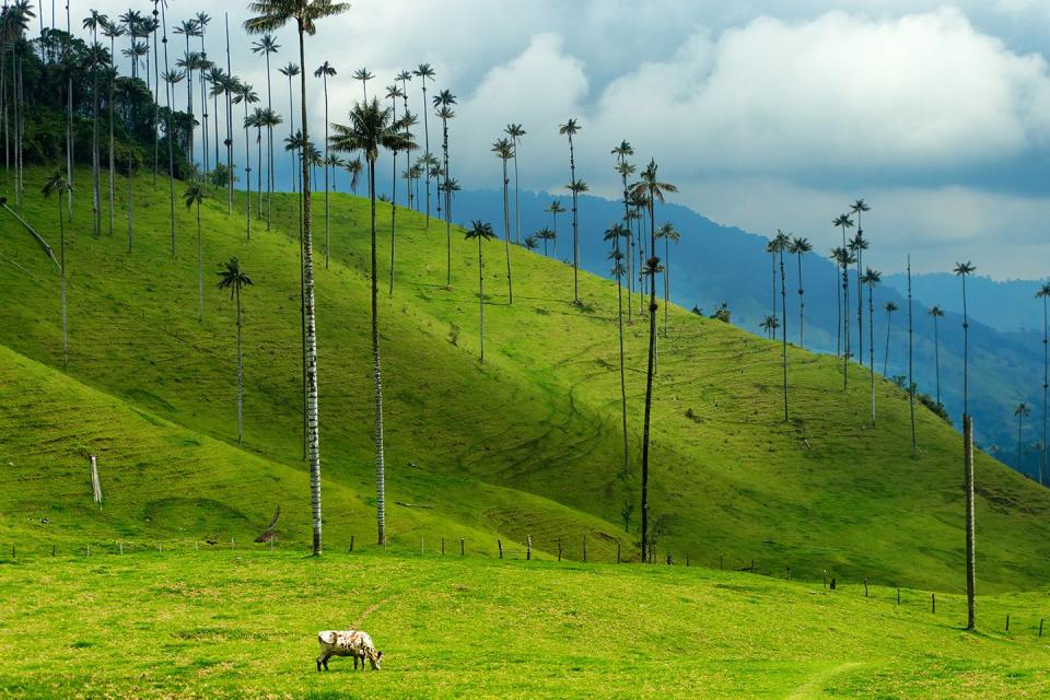 Cocora Valley, Columbia