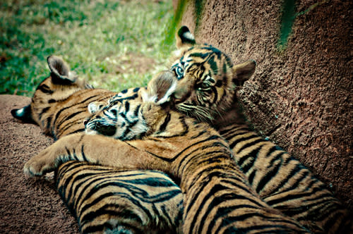 Sumatran tiger cubs at the Oklahoma City Zoo.