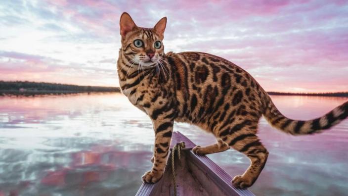 Cat Breeds That Like Water