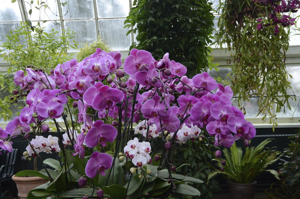 Phalaenopsis orchids displayed in the Enid A. Haupt Conservatory glasshouse at "The Orchid Show: Florals in Fashion" at The New York Botanical Garden, Saturday, Feb. 17, 2024, in the Bronx borough of New York. The exhibition is on through April 21, 2024. (AP Photo/Pamela Hassell)