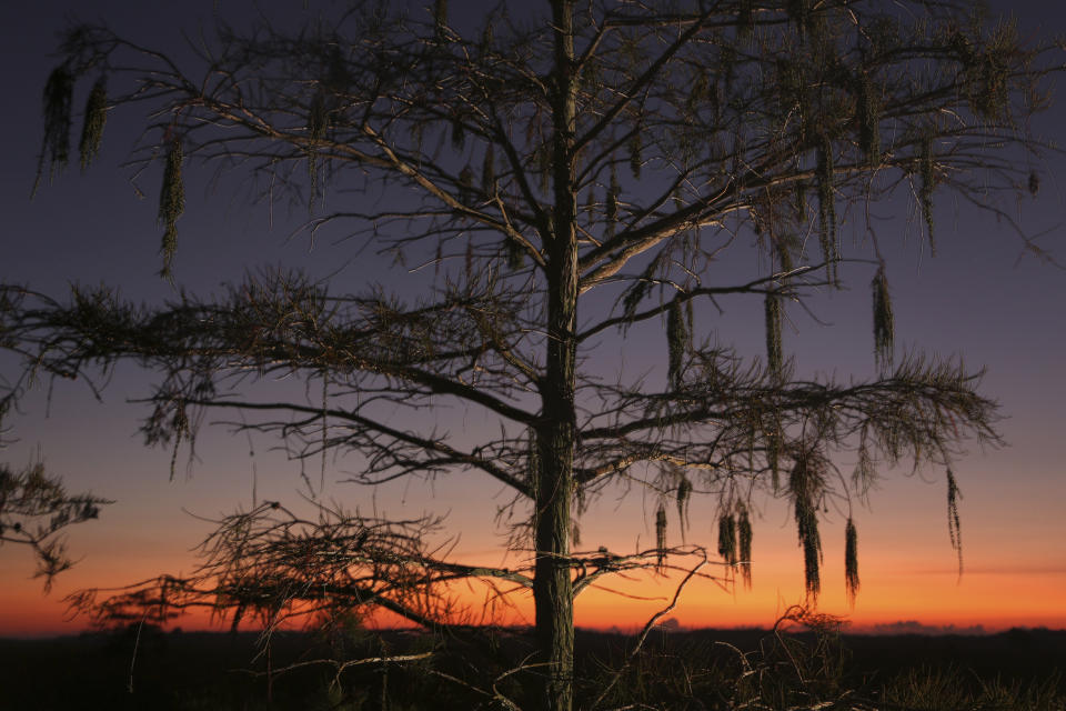 In this Monday, Oct. 21, 2019 photo a cypress tree is seen at dawn in Everglades National Park. (AP Photo/Robert F. Bukaty)
