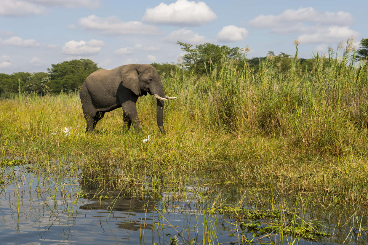 MALAWI - 2016/05/28: An African elephant bull (Loxodonta africana) on the shore of the Shire River in Liwonde National Park, Malawi. (Photo by Wolfgang Kaehler/LightRocket via Getty Images)