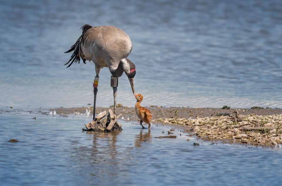 Yahoo Animal Pictures of the Year 2018