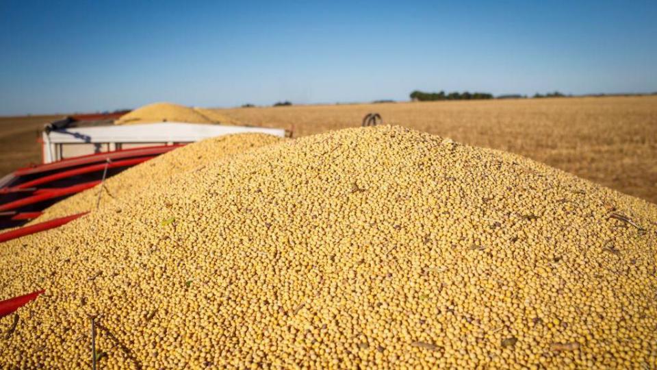 Un campo de soya en Argentina. 