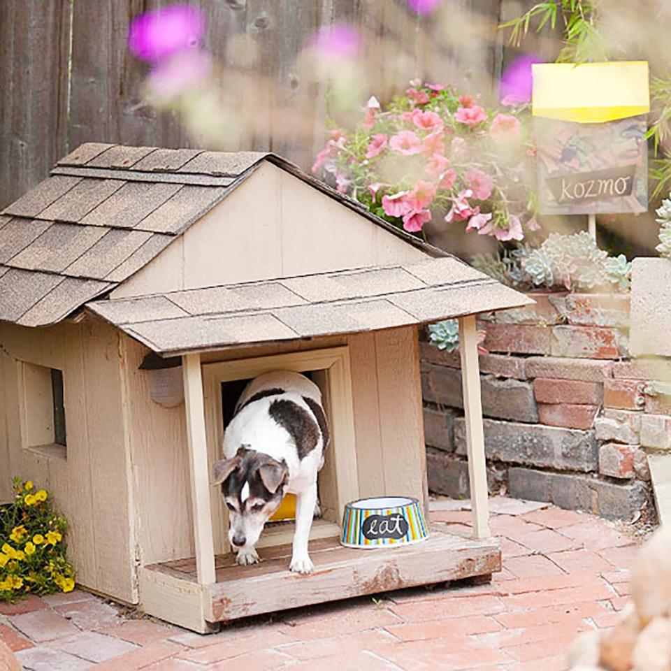 dog in DIY doghouse