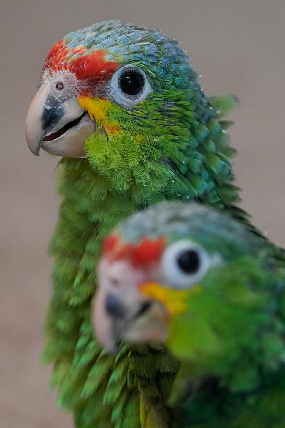 A pair of young red-lored Amazon parrots investigate their environment at the Rare Species Conservatory Foundation in Loxahatchee, Fla., Friday, May 19, 2023. According to a criminal complaint, a smuggler was caught with 29 parrot eggs at Miami International Airport when the eggs began hatching in his carry-on bag while in transit. The RSCF is raising the 24 surviving red-lored and yellow-naped parrots while looking for a long-term home for the birds.