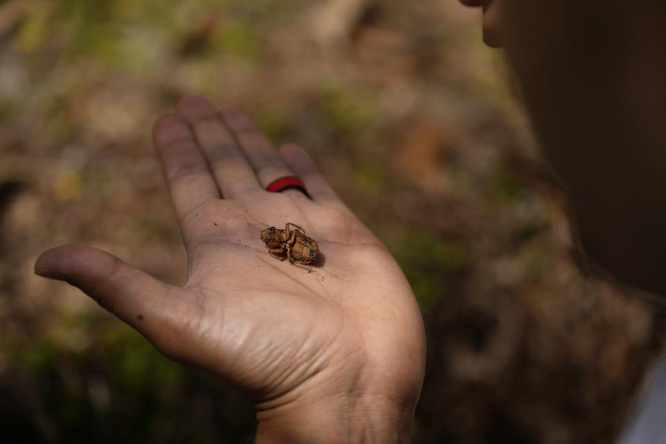 Georgia Institute of Technology biophysicist Saad Bhamla holds a periodical cicada nymph in his hand on the campus of Georgia Institute of Technology in Atlanta on Thursday, March 28, 2024. "We've got trillions of these amazing living organisms come out of the Earth, climb up on trees and it's just a unique experience, a sight to behold," Bhamla said. (AP Photo/Carolyn Kaster)