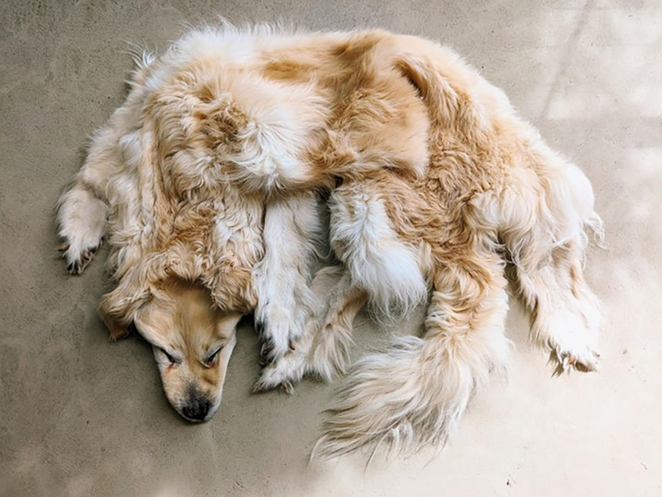 Pet dog golden retriever pelt.