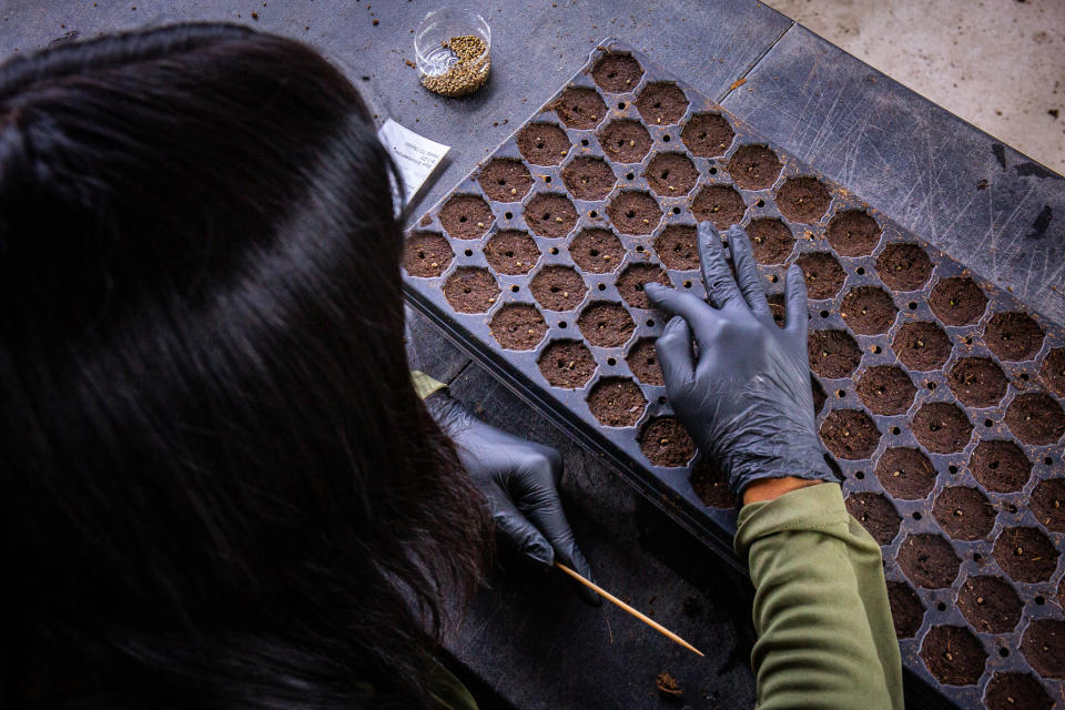 Qualla Enterprises workers plant cannabis seeds, an average of 6,000 to 9,000 a week, in Cherokee, N.C., on Sept. 1, 2023. (Madison Hye Long for NBC News)