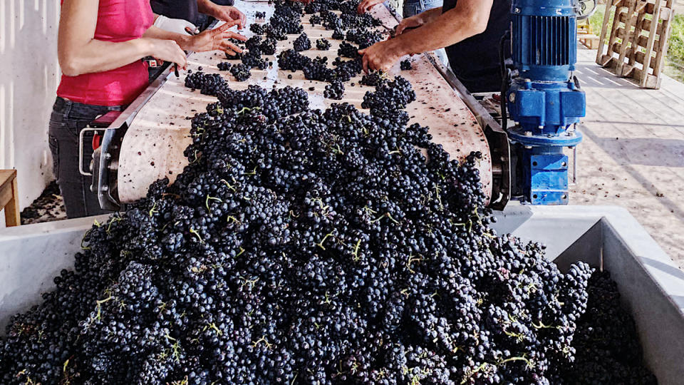 Sorting grapes during winemaking