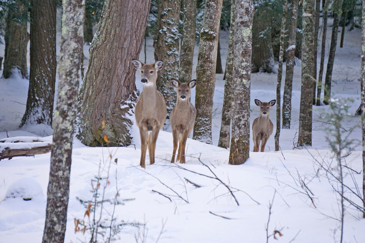 wisconsin deer