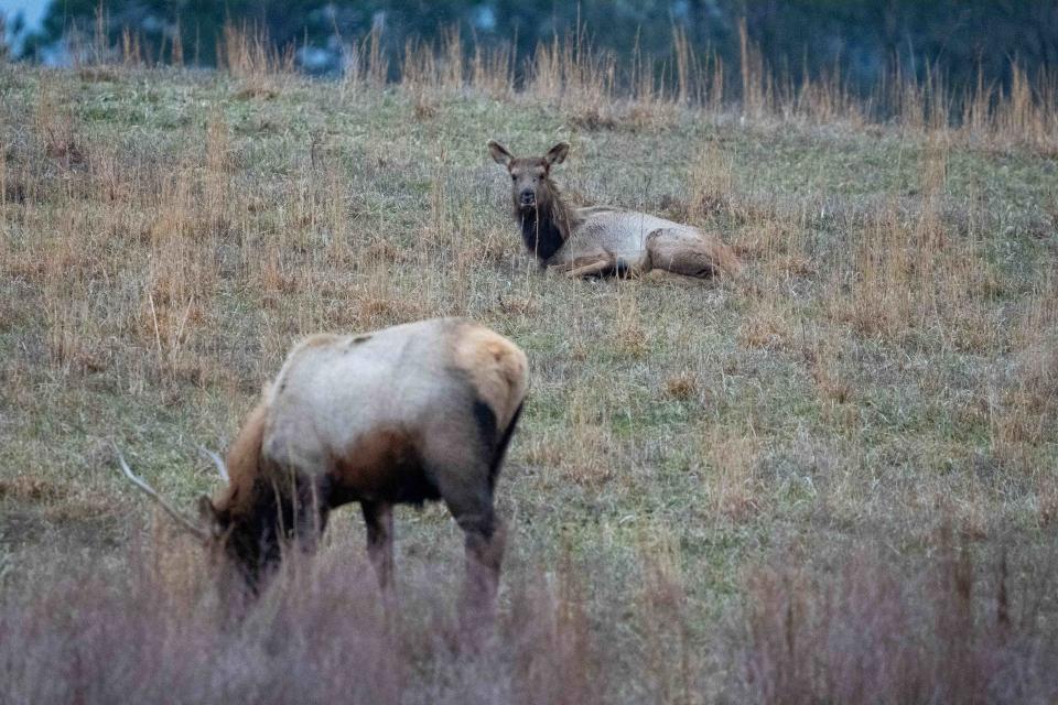 Elk are seen at Jenny Wiley State Park on Wednesday, Jan. 31, 2024 in Prestonsburg.