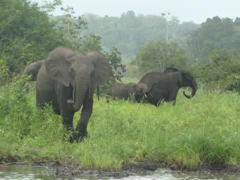 Forest elephants in Gabon's Minkébé National Park.