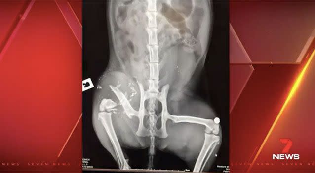 An X-ray of the cat's gunshot injuries. Source: 7News