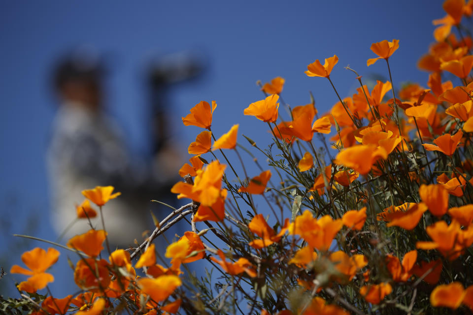 Un fotógrafo pasa junto a flores silvestres el lunes 18 de marzo de 2019, en Lake Elsinore, California. (AP Foto/Gregory Bull)