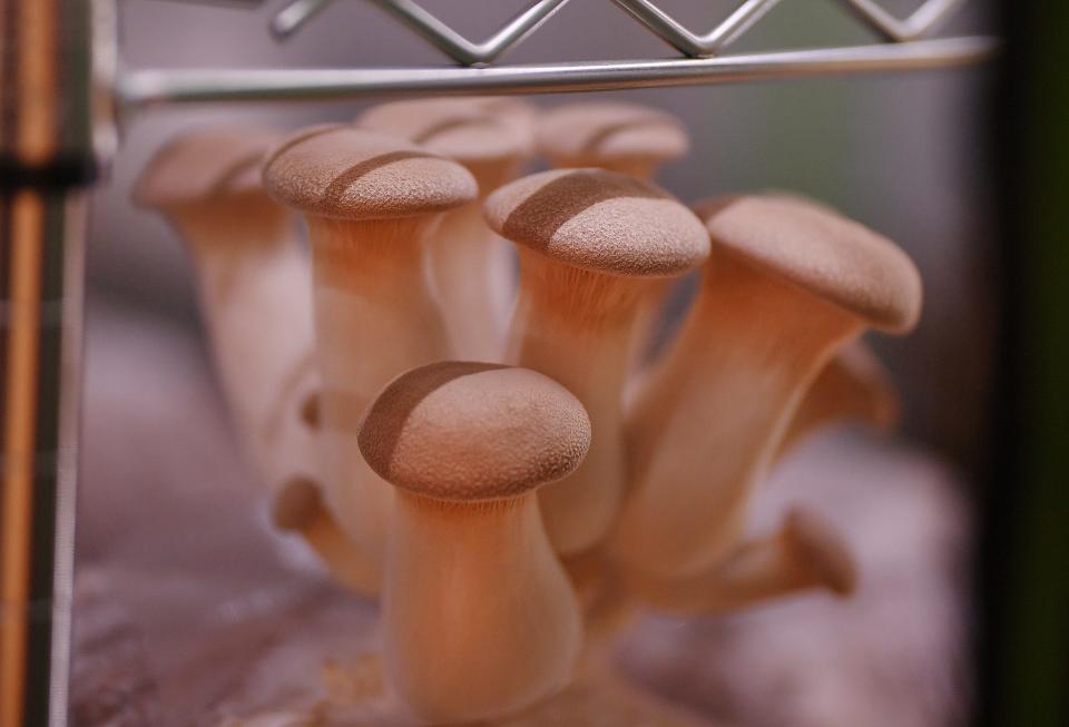 The Mane Mushroom sells a variety of mushrooms, as well as mushroom supplies, at the Hub City Farmers Market. Mushrooms grow in a controlled environment at the business in Spartanburg, Tuesday, May 10, 2022.