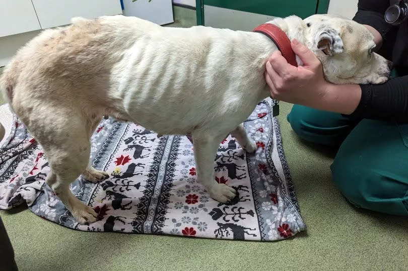 Vets were tragically forced to euthanise an elderly dog with oozing grapefruit sized tumours