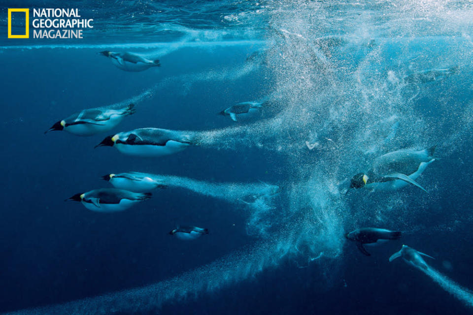 <b>Penguins | November 2012 National Geographic magazine</b> <br> Emperors can bolt away for any number of reasons, as photographer Paul Nicklen discovered when he spooked this group. “A tenth of a second after I took this picture, all I could see were bubbles.” (Photo by Paul Nicklen/National Geographic) <br> <br> <a href="http://photography.nationalgeographic.com/photography/photos/best-ngm-2012" rel="nofollow noopener" target="_blank" data-ylk="slk:Click here to see more images from the "Best of 2012 – National Geographic Magazine Photos of the Year.";elm:context_link;itc:0;sec:content-canvas" class="link ">Click here to see more images from the "Best of 2012 – National Geographic Magazine Photos of the Year."</a>